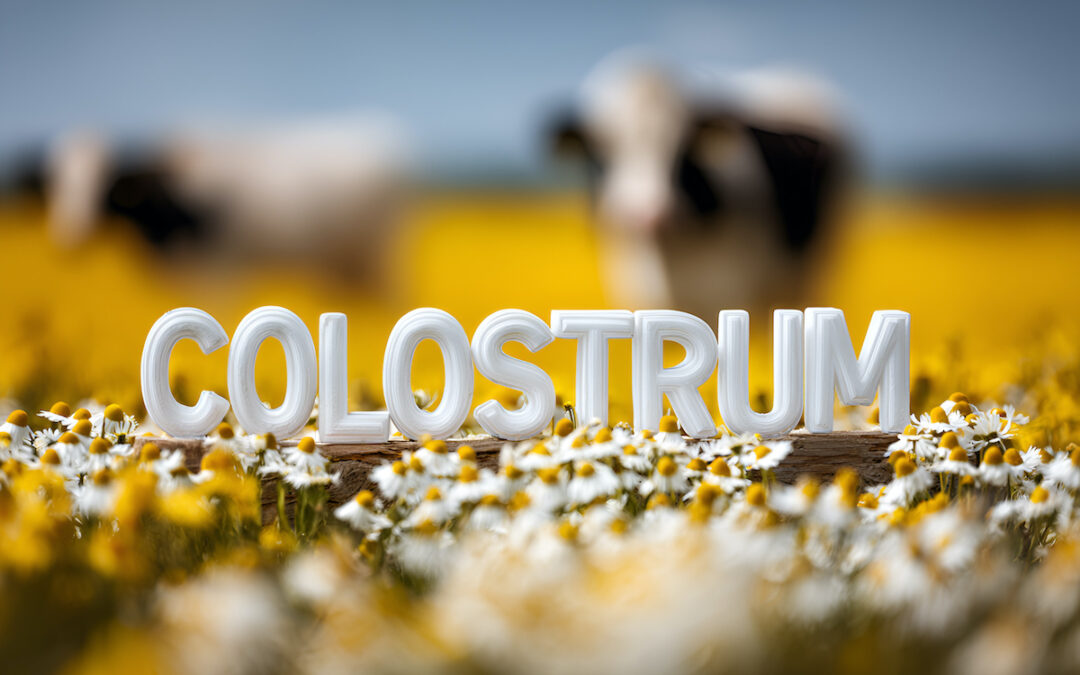 colostrum for anti-aging
