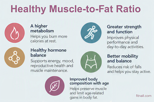 muscle-to-fat ratio